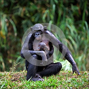 Bonobo with a cub.