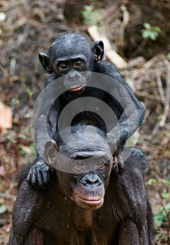 Bonobo Cub and mother. photo