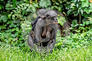 Bonobo Cub on the mother`s back. Bonobo with baby, Green natural background.