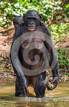 Bonobo Cub on the mother`s back in the water.