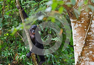 Bonobo cub on a tree branch. photo