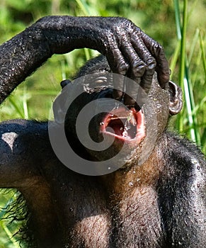 Bonobo drinking water from the lake. Democratic Republic of Congo. Lola Ya BONOBO National Park.