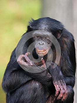 Bonobo female photo