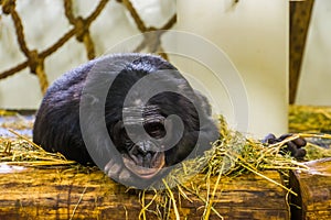 Bonobo laying in some hay in closeup, human ape, pygmy chimpanzee, endangered animal specie from Africa