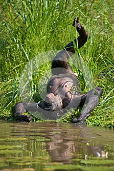 Bonobo lying on the grass. Democratic Republic of Congo. Lola Ya BONOBO National Park.