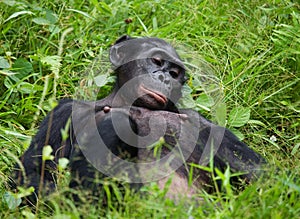 Bonobo lying on the grass. Democratic Republic of Congo. Lola Ya BONOBO National Park.