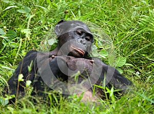 Bonobo lying on the grass. Democratic Republic of Congo. Lola Ya BONOBO National Park.