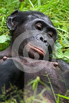 Bonobo lying on the grass. Democratic Republic of Congo. Lola Ya BONOBO National Park.