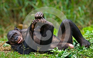 Bonobo lying on the grass. Democratic Republic of Congo. Lola Ya BONOBO National Park.