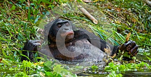 Bonobo lying in the water. Democratic Republic of Congo. Lola Ya BONOBO National Park.