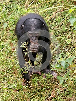 Bonobo monkey