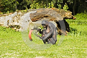 Bonobo monkey mother and child