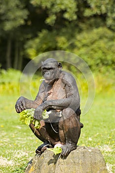 Bonobo monkey mother and child