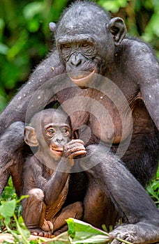 Bonobo mother with cub in natural habitat. Close up Portrait on Green natural background.