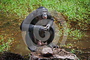Bonobo is near the lake. Democratic Republic of Congo. Lola Ya BONOBO National Park.