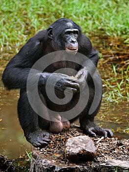 Bonobo is near the lake. Democratic Republic of Congo. Lola Ya BONOBO National Park.