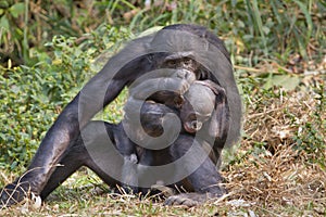 A bonobo (Pan panicus) with a baby.