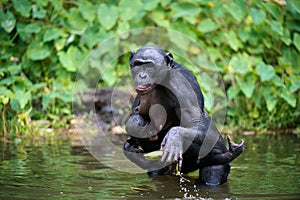 Bonobo ( Pan paniscus) with cub in the water