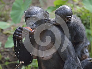 The Bonobo ( Pan paniscus) Eating female Bonobo with a cub on a back. photo
