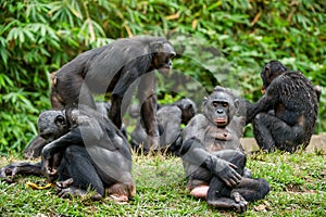 The Bonobo ( Pan paniscus) family, called the pygmy chimpanzee. photo