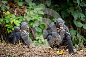 The bonobo ( Pan paniscus), formerly called the pygmy chimpanzee