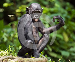 Bonobo (Pan Paniscus) on green natural background.