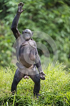 The Bonobo ( Pan paniscus) mother with cub