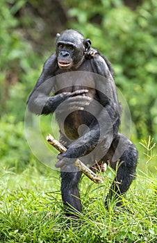 The Bonobo ( Pan paniscus) mother with cub standing on her legs and walk . Cub on a back at Mother