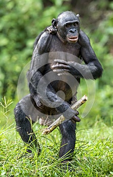 The Bonobo ( Pan paniscus) mother with cub standing on her legs and walk . Cub on a back at Mother photo