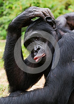 Bonobo ( Pan paniscus) portrait. photo