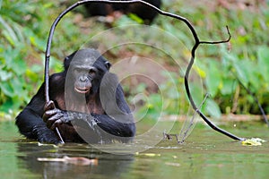 Bonobo ( Pan paniscus) portrait. photo