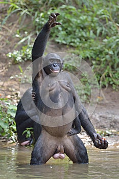 Bonobo ( Pan paniscus) standing on her legs with a cub on a back and hand up