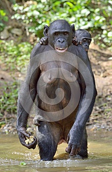 The Bonobo ( Pan paniscus) standing on her legs in water with a cub on a back