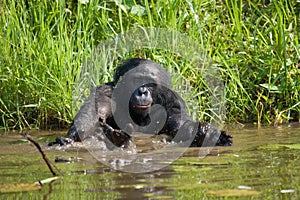 Bonobo playing with water. Democratic Republic of Congo. Lola Ya BONOBO National Park.