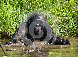 Bonobo playing with water. Democratic Republic of Congo. Lola Ya BONOBO National Park.