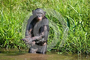 Bonobo playing with water. Democratic Republic of Congo. Lola Ya BONOBO National Park.