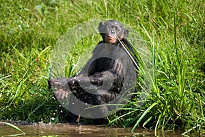 Bonobo playing with water. Democratic Republic of Congo. Lola Ya BONOBO National Park.