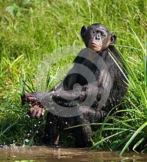 Bonobo playing with water. Democratic Republic of Congo. Lola Ya BONOBO National Park.