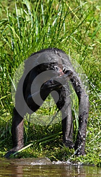 Bonobo playing with water. Democratic Republic of Congo. Lola Ya BONOBO National Park.