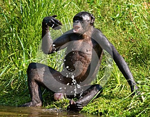 Bonobo playing with water. Democratic Republic of Congo. Lola Ya BONOBO National Park.