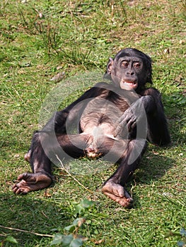 Bonobo