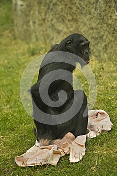 Bonobo,  pygmy chimpanzee, gracile chimpanze Pan paniscus.