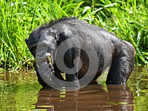 Bonobo sits at the pond. Democratic Republic of Congo. Lola Ya BONOBO National Park.