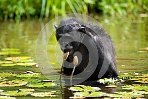 Bonobo sits at the pond. Democratic Republic of Congo. Lola Ya BONOBO National Park.