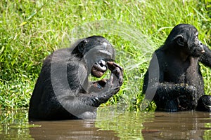 Bonobo sits at the pond. Democratic Republic of Congo. Lola Ya BONOBO National Park.