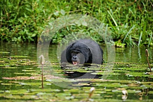 Bonobo sits at the pond. Democratic Republic of Congo. Lola Ya BONOBO National Park.