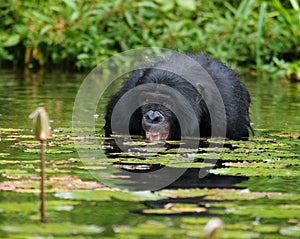 Bonobo sits at the pond. Democratic Republic of Congo. Lola Ya BONOBO National Park.