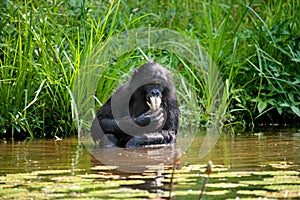 Bonobo sits at the pond. Democratic Republic of Congo. Lola Ya BONOBO National Park.