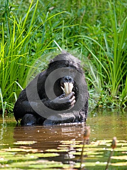 Bonobo sits at the pond. Democratic Republic of Congo. Lola Ya BONOBO National Park.