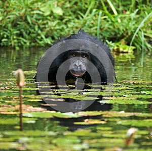 Bonobo sits at the pond. Democratic Republic of Congo. Lola Ya BONOBO National Park.